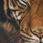 Tiger painting on canvas by Julie Rhodes