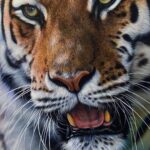 Realistic tiger painting close up details